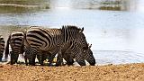 TANZANIA - Serengeti National Park - 064
